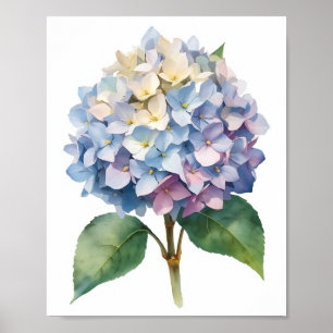 Poster Arte Botânica em Aquarela de Hortênsia Azul para P