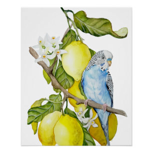 Pôster Arte Botânica em Aquarela de Periquito Azul em Lar