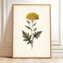 Arte Botânica Ligularia Cottagecore para Parede