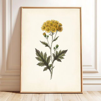 Poster Arte Botânica Ligularia Cottagecore para Parede