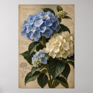 Poster Arte Botânica Vintage de Hortênsia Azul para Pared