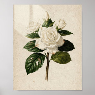 Poster Arte Botânica Vintage de Jardim de Flor e Broto