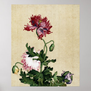 Poster Arte Botânica Vintage Papoula Vermelha Chinesa