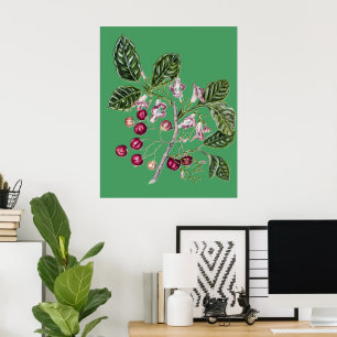 Poster Arte Botânica Vintage Puriri de Sarah Featon