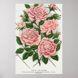 Poster Arte Botânica Vintage Rosa Rosa Cottagecore