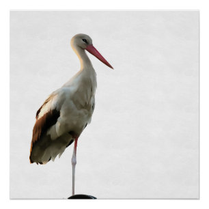 Pôster Arte Branca De Aves (Ciconia ciconia)