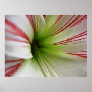 Poster Arte branca e vermelha da flor do Amaryllis