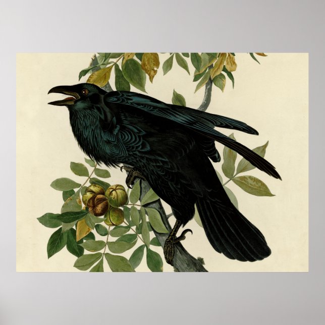 Poster Arte Clássica do Corvo de Audubon (Frente)