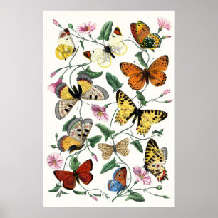 Poster Arte Colorida de Desenho da Borboleta