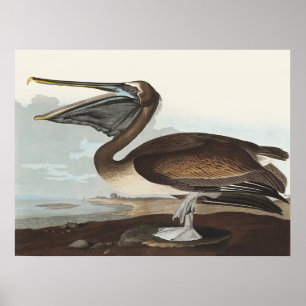 Poster Arte Costeira de Pássaros do Pelicano Marrom Audub