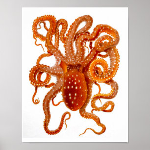 Pôster Arte da criatura do mar do cefalópode do impress