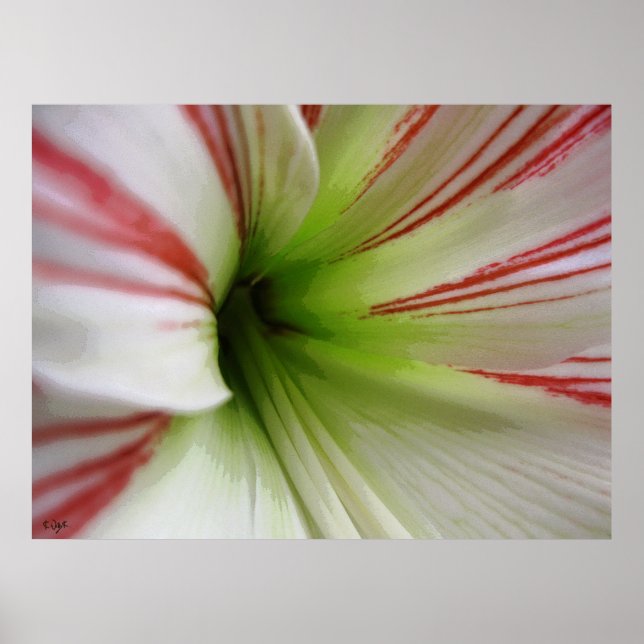 Poster Arte da Flor de Amaryllis, branca e vermelha (Frente)