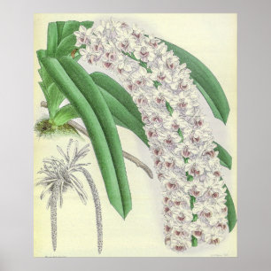 Poster Arte da Flor de Orquídea Vintage Saccolabium Blume