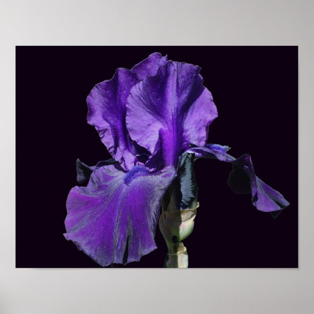 Poster Arte Da Flor Iris Com Mancas Roxas Veludas (Frente)