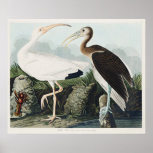 Poster Arte da Natureza do Íbis Branco de Audubon Vintage