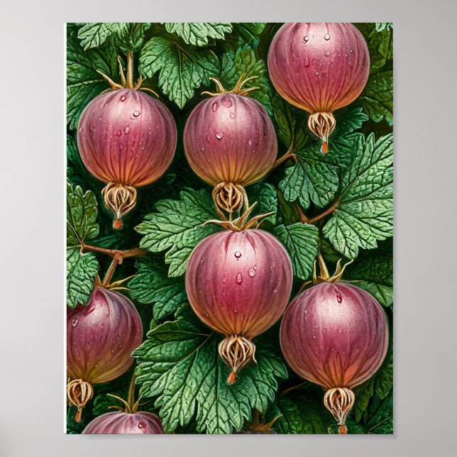 Poster Arte da Natureza Gooseberry (Frente)