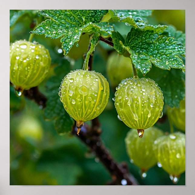 Poster Arte da Natureza Gooseberry (Frente)