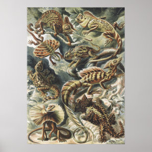 Poster Arte da Natureza Réptil Lagarto Vintage Ernst Haec
