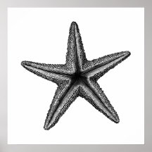Arte da Parede da Ilustração do Starfish da Vintag