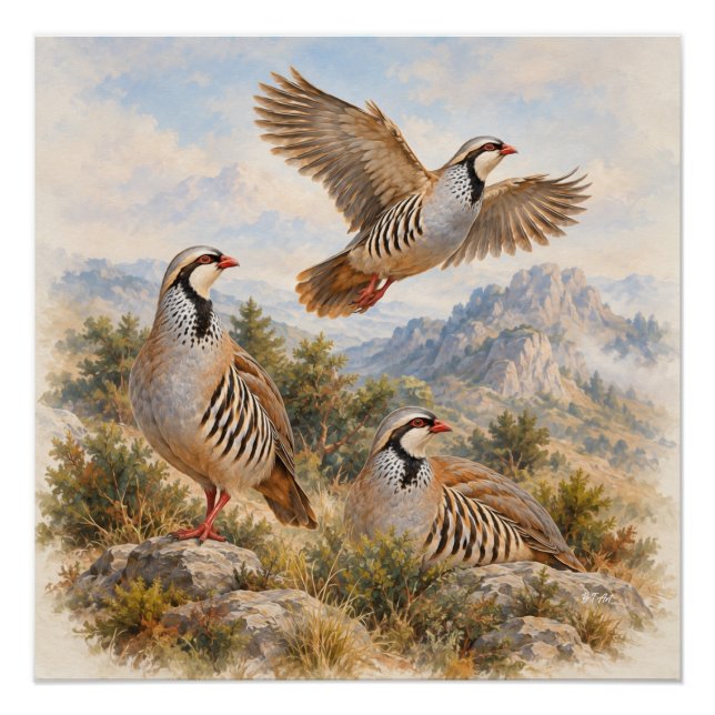Pôster Arte da Perdiz Chukar (Frente)