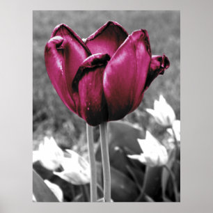 Pôster Arte da tulipa