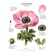Arte de Anatomia Floral Vintage | Estudo Botânico