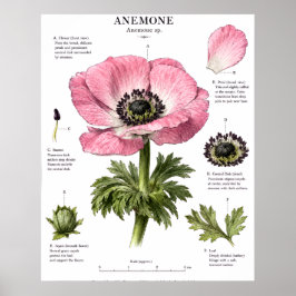 Poster Arte de Anatomia Floral Vintage | Estudo Botânico