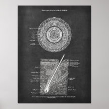 Arte de Anatomia Folicular do Cabelo