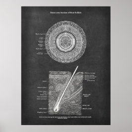 Poster Arte de Anatomia Folicular do Cabelo