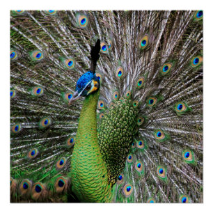 Pôster Arte de Ave e Pena de Pavão Elegante