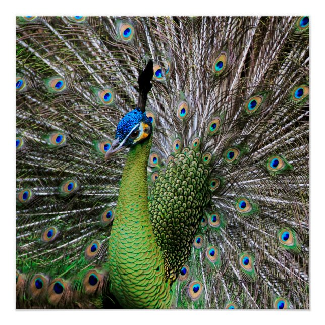 Pôster Arte de Ave e Pena de Pavão Elegante (Frente)