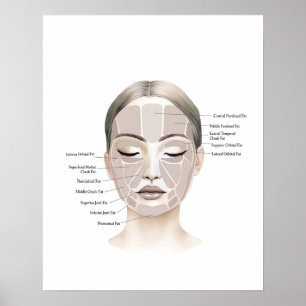 Poster Arte de beleza com anatomia facial
