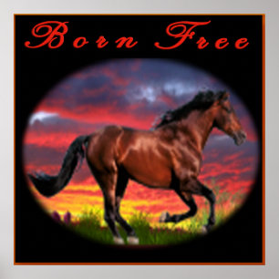 Poster Arte de Cavalo sem Nasceres