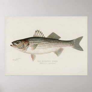 Poster Arte de colheita de peixes-base