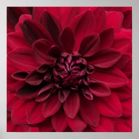 Arte de Crimson Red Dahlia - Flor Noturno Árabe