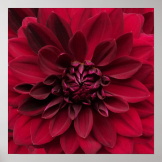 Poster Arte de Crimson Red Dahlia - Flor Noturno Árabe
