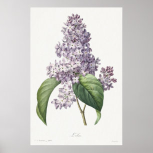 Poster Arte de Desenho Botânico Lilás Vintage