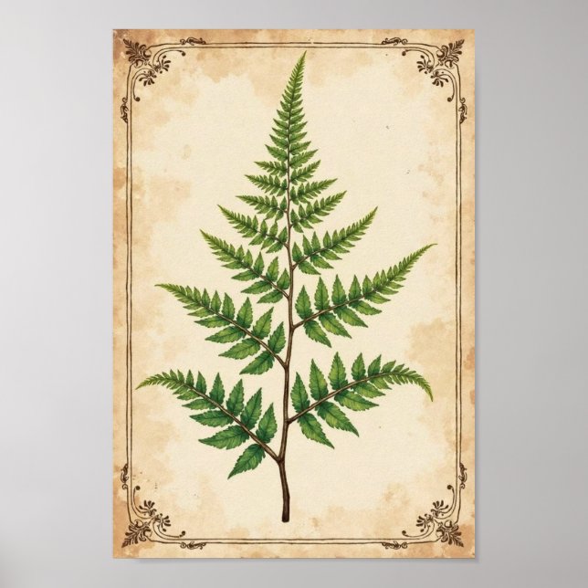 Poster Arte de Estudo Botânico de Samambaia Vintage (Frente)