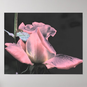 Poster Arte de Flor Abstrata Rosa Encarnada Elétrica 