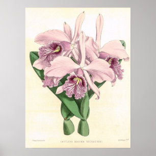 Poster Arte de Flor de Orquídea Cattleya Maxima Vintage