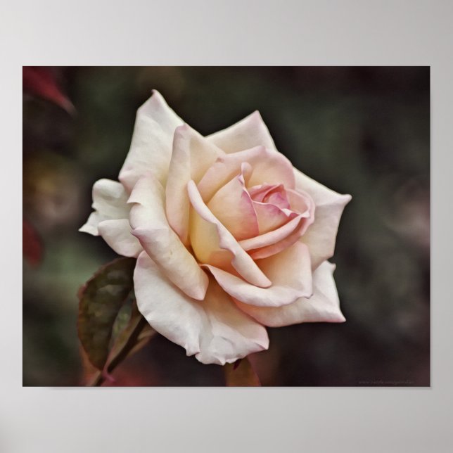 Poster Arte de Flor Rosa Blush Rosa (Frente)