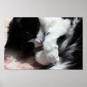 Poster Arte de Gato Smoking Fofo com Nariz Rosa Arte de G