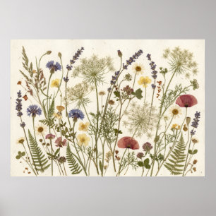 Poster Arte de Herbário Botânico de Flores Silvestres Pre