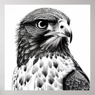 Poster Arte de Ilustração Animal Selvagem de Aves Falcon