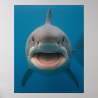 Arte de Muro de Tubarão Branco, Excelente sem dent
