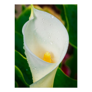 Pôster Arte de Natureza Fotografia Botânica Macro de Líri