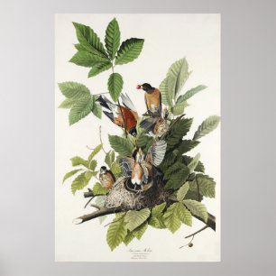 Poster Arte de ninho de pássaro do antigo Robin Americano