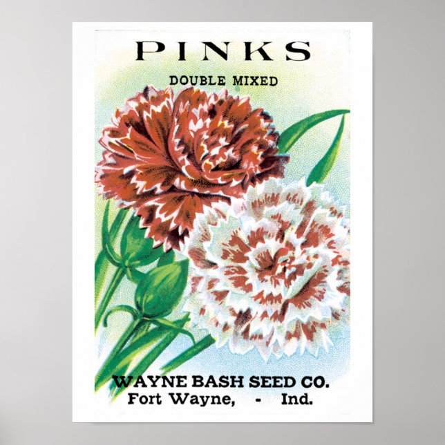Poster Arte de Pacote de Sementes Antigas, Flores de Crav (Frente)