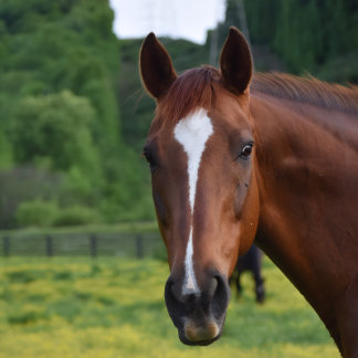 Poster arte de parede