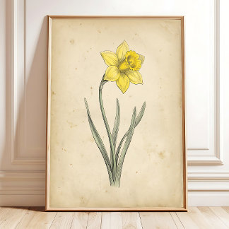 Poster Arte de Parede Antiga Botânica Narciso